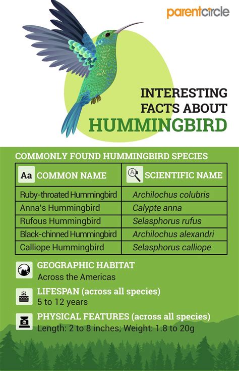 Hummingbird Facts for Kids, Hummingbirds Characteristics, Behaviour and ...