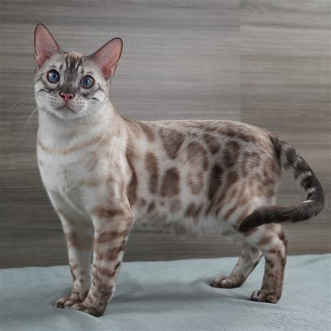 Snow Bengal Kittens: Lynx, Mink & Sepia | Expert MN Breeder