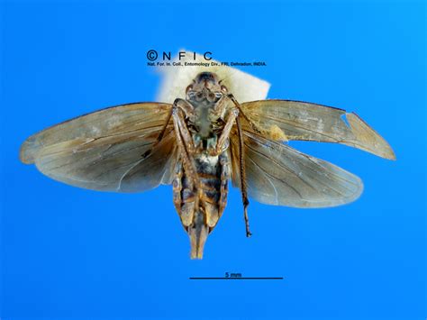 NFIC Database