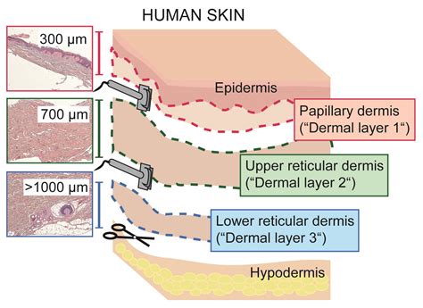 Reticular Layer