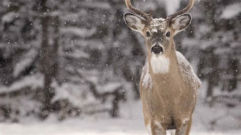 White Tailed Deer Pictures Of The Baby In A Snow Female
