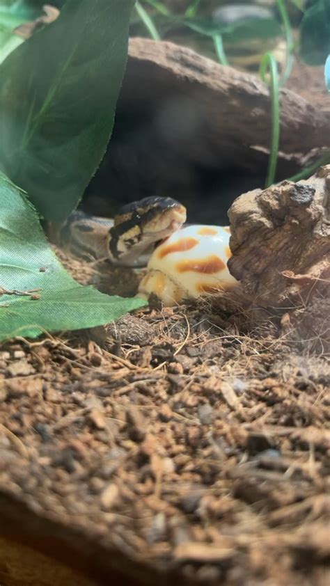 Ball Python Wobble 的图像结果