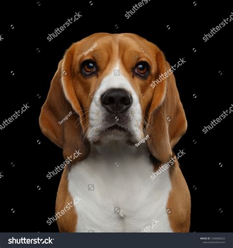 Black And White Beagle Puppies