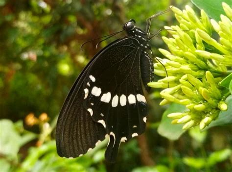 Papilio polytes romulus | Butterfly