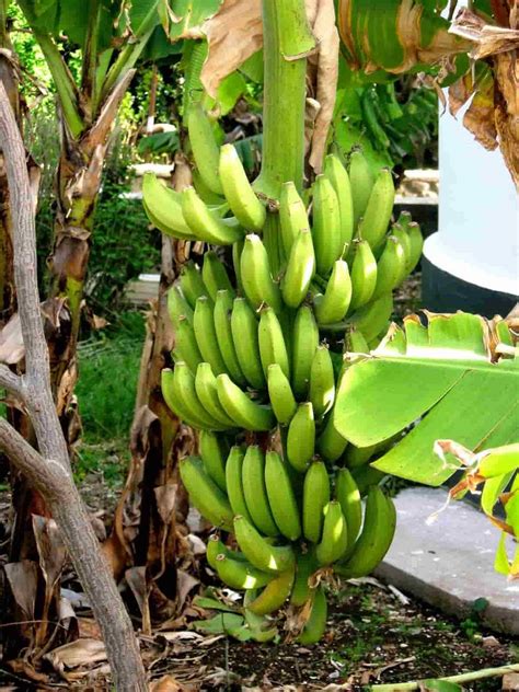 Natura GreenHouse Hybrid Tissue Culture All Time g9 banana plant ...