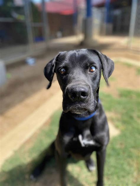 7 Reasons to go to the Plano Animal Shelter today - We Are Dallas Fort ...