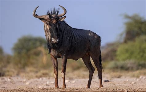 Antelope Teeth Study: Insights into Early Human Adaptability in Africa