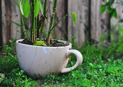 Thoughts on comp? Trying for an uneven vibe to match the overgrown ...