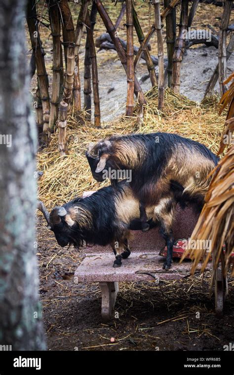 Image result for Goat Mating Behavior