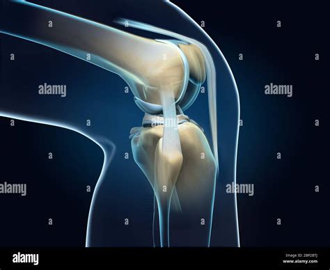 3D illustration showing anatomy of a knee joint with transparent femur ...