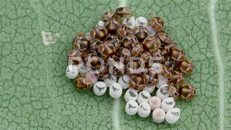 Ladybug Eggs How Long To Hatch How To Get Rid Of Ladybirds And Prevent