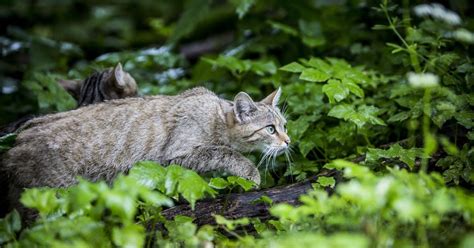 Territorial Behaviour of Cats - FOUR PAWS International - Animal ...