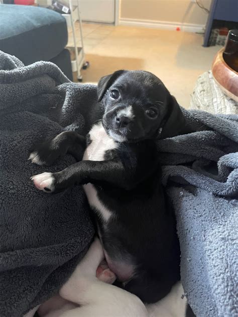 PetFix Northeast Ohio | Best Friends Animal Society