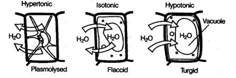 Explain what will happen to a plant cell if it is kept m a solution ...