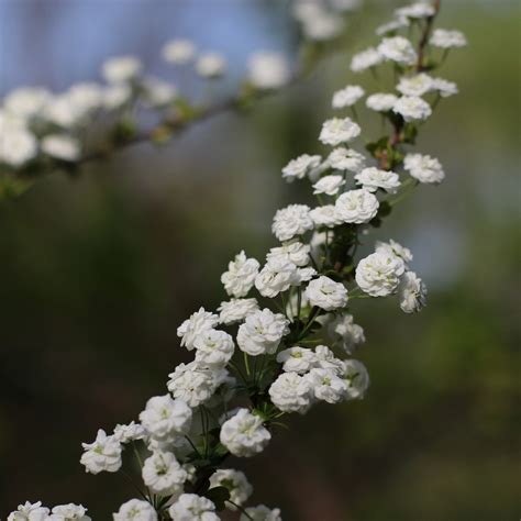 How to Transplant Bridal wreath spirea? (Ideal time, Methods, and Post ...