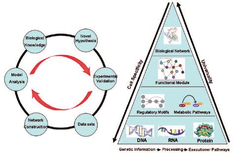 Image result for Complex Systems Examples