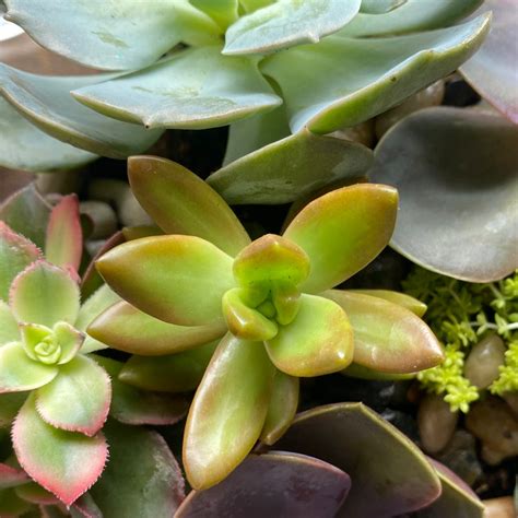 Propagating Golden Sedum: Step-by-step Guide 🌱
