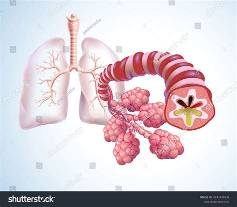 Phlegm Lungs
