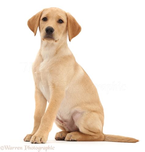 Yellow Lab Dogs