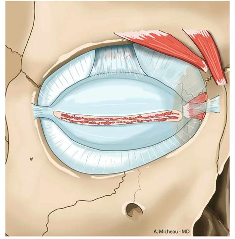 Corrugator Supercilii