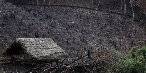 Slash And Burn Agriculture Definition
