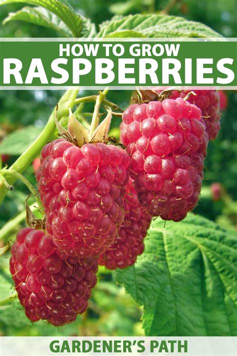 Image result for How to Support Raspberry Bushes