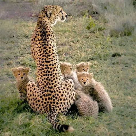 Africa 5 Days Samburu, Ol Pejeta & Aberdares Safari. - Klook India