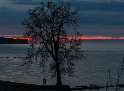 Huntington Beach says goodbye to iconic shoreline tree: Leila Atassi ...