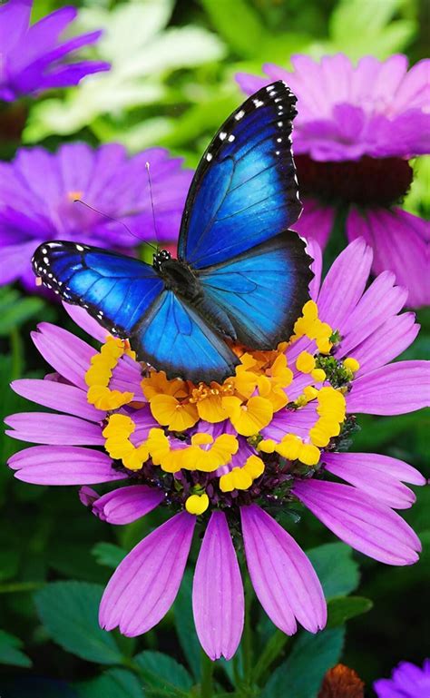 Butterfly And Flowers Illustration Free Stock Photo - Public Domain ...