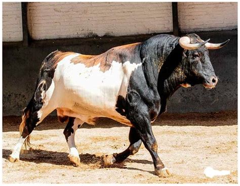 Genomic Tools for Effective Conservation of Livestock Breed Diversity