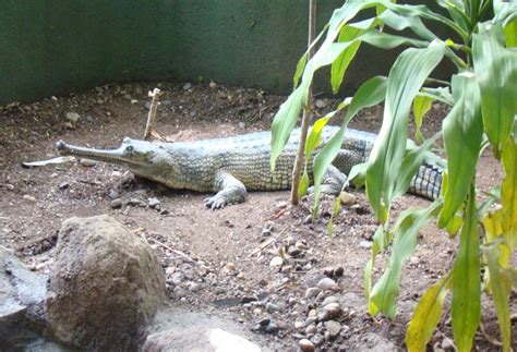 AIR FORCE SCHOOL VIMAN NAGAR