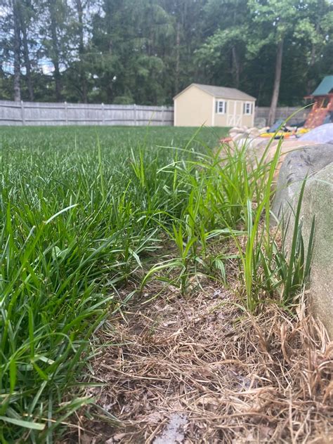 Strategies For Killing Nutsedge At The Right Time