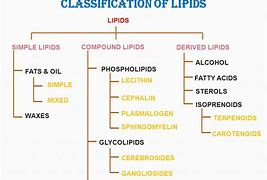 Image result for Lipids Function