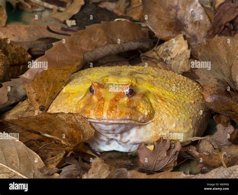 Argentine horned frog Ceratophrys ornata Albino variety Stock Photo - Alamy