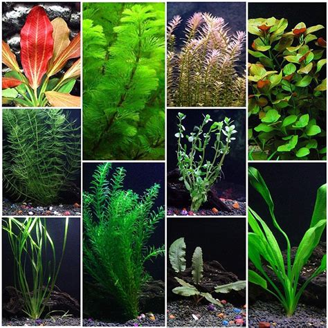 Southeast Asian Aquarium Plants: A Guide