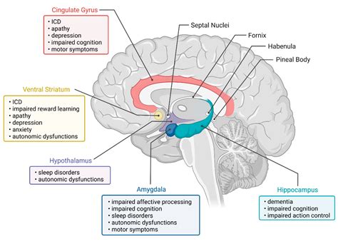What Is The Limbic System? Definition, Parts, And Functions – ZLHLBD