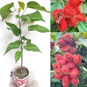 BASALBERO™ Live Sindoor Plant | Sinduri | Bixa Orellana | Annatto ...