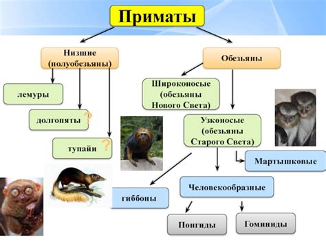 Эволюция приматов