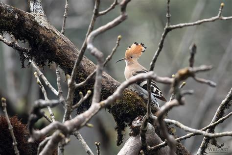Hoopoes (Upupidae) | Gallery | WildArt | Birds of Indian SubContinent