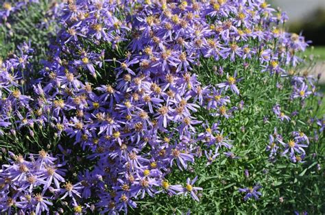 Symphyotrichum novi-belgii - Virginiaasters, Confused Michaelmas-daisy ...