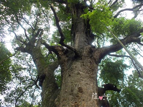中国最大最古老的樟树 |风光|摄影|xuejianjun - 原创设计作品 - 站酷 (ZCOOL)