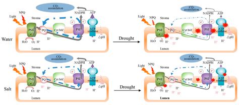 Photosynthetic Response Mechanism of Soil Salinity-Induced Cross ...