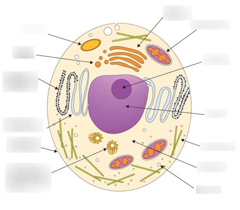 Basic Cell Structure 的图像结果