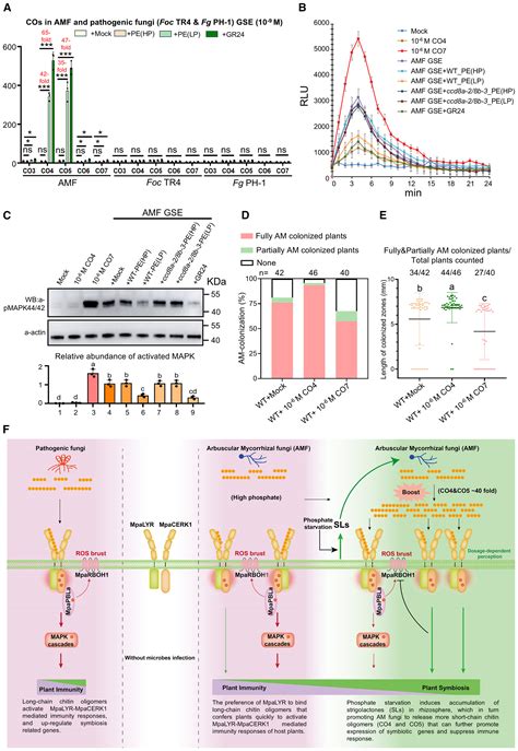 A pair of LysM receptors mediates symbiosis and immunity discrimination ...