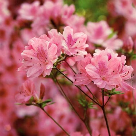 3 Gal. Azalea Hampton Beauty Flowering Shrub with India | Ubuy