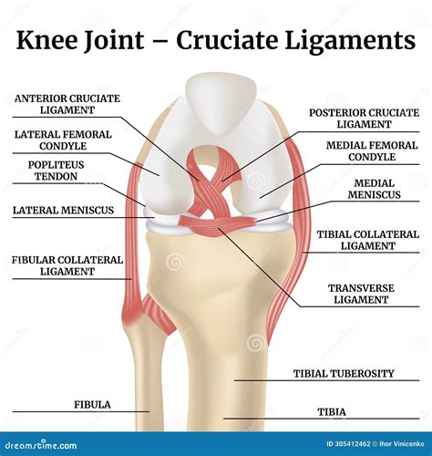 Anatomy of the Knee and Cruciate Ligaments with Descriptions Stock ...