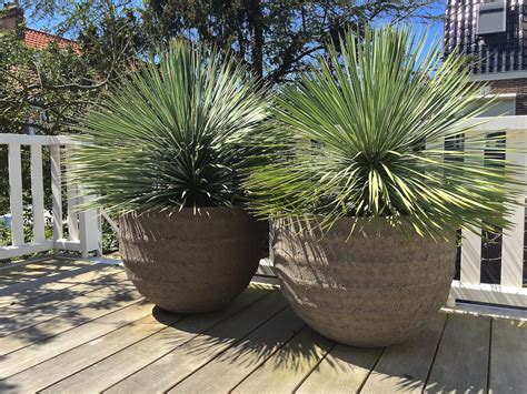 Yucca rostrata in pot van Atelier Vierkant | Yucca rostrata, Yucca ...