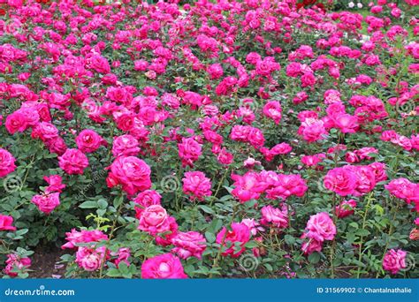 Pink Roses Garden Stock Photography - Image: 31569902