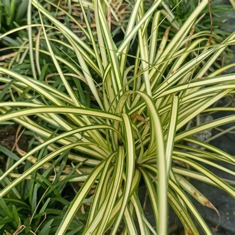 Carex ornithopoda 'Variegata' Plant
