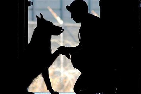 Take A Bow-Wow: 'Pawternity Leave' Is Here